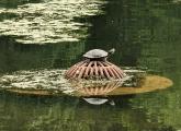 Turtle atop grate covering the Muddy River supply pipe in Jamaica Pond