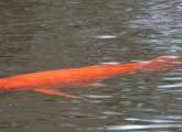 Koi in Jamaica Pond