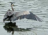 Great Blue Heron with just one wing extended