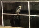 Night heron at Lovejoy Wharf