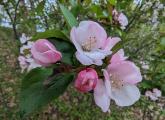 Pink flowers at Jamaica Pond