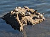 Turtles on a rock in the sun at the Chestnut Hill Reservoir