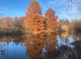 Trees reflected in a still pond at the Arnold Arboretum