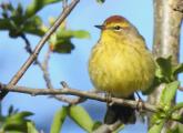 Plump warbler