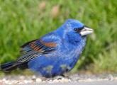 Blue grosbeak at Millennium Park