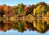 Trees along the Charles