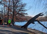 Workers preparing to uproot dying tree on the banks of Jamaica Pond