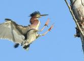 Green heron about to land on a tree at Millennium Park