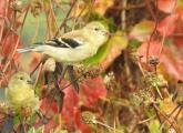 American goldfinches blend in with fall colors at Millennium Park