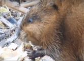 Muskrat chowing down along the Charles at Millennium Park