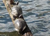 Pair of turtles that had climbed into the sun at Jamaica Pond