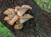 Mushrooms on a tree at Millennium Park