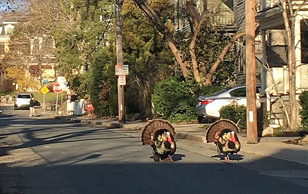 Turkeys in Cambridge