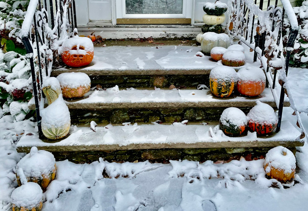 Snow-covered pumpkins on front steps