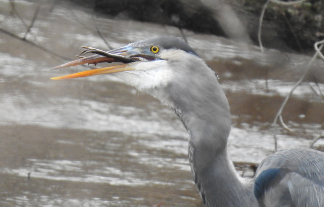 Frog almost all the way down the heron's hatch