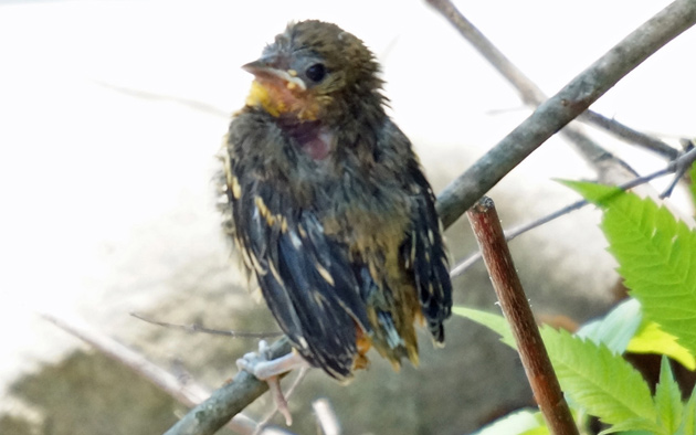 Small, fuzzy bird