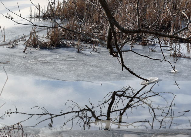 Branches in ice in the Charles