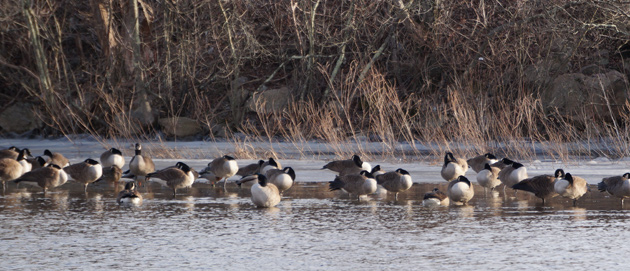 Geese on ice in the Charles