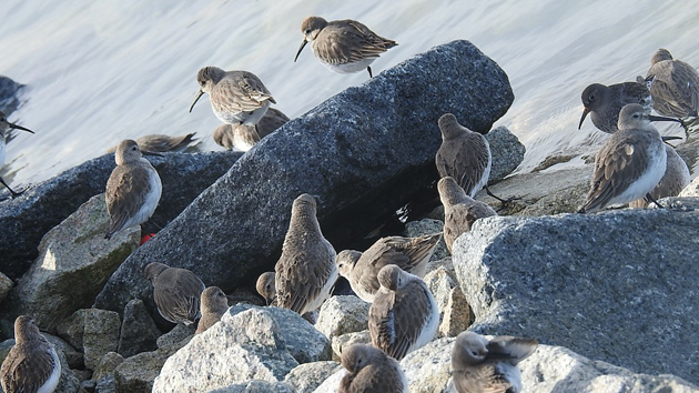 Dunlins