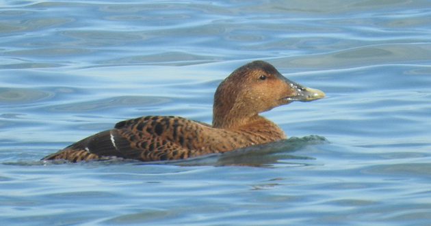 common eider