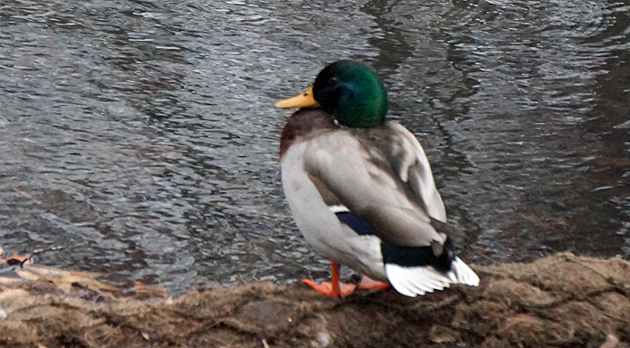 Mallard in oil