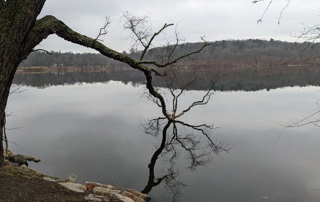 Old tree before it began dying