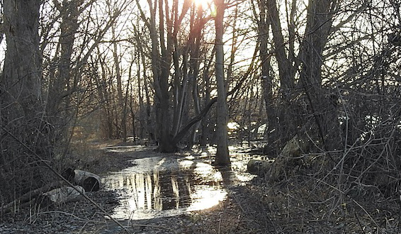 Flooded woods